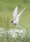 Image Category. Seeschwalben
