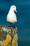 Image Category. Möwen