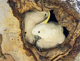 Image Category. Cockatoos