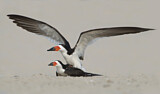 Image Category. Skimmers