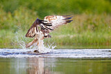 Image Category. Fischadler