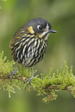 Image Category. Ameisenpittas