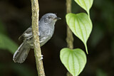 Image Category. Ameisenvögel