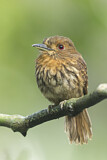 Image Category. Faulvögel
