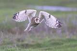 Image Category. Eigentliche Eulen