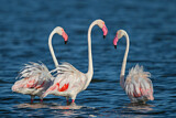 Image Category. Flamingos
