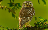 Image Category. Eigentliche Eulen