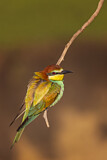 Image Category. Bienenfresser