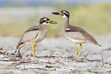 Image Category. Beach Stone-curlew