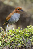 Image Category. Ameisenpittas