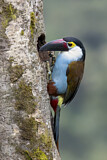 Image Category. Tukane
