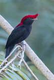 Image Category. Schnurrvögel