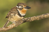 Image Category. Puffbirds
