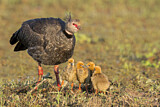 Image Category. Wehrvögel