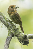 Image Category. Faulvögel