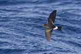 Image Category. Storm Petrels