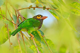 Image Category. Asiatische Bartvögel