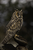 Image Category. Eigentliche Eulen