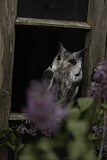 Image Category. Eigentliche Eulen