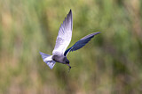 Image Category. Seeschwalben