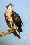 Image Category. Fischadler