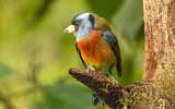 Image Category. Toucan Barbets