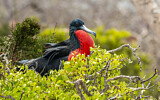 Image Category. Frigatebirds