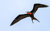 Image Category. Fregattvögel