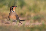Image Category. Rotflügel-Brachschwalbe