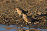 Image Category. Collared Pratincole