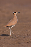 Image Category. Rennvogel
