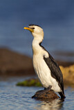 Image Category. Kormorane