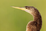 Image Category. Schlangenhalsvögel