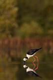 Image Category. Weißgesicht-Stelzenläufer
