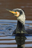 Image Category. Kormorane
