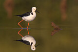 Image Category. White-headed Stilt