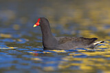 Image Category. Rallenvögel