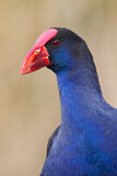 Image Category. Rallenvögel