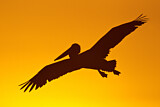 Image Category. Pelikane
