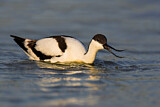 Image Category. Pied Avocet