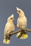 Image Category. Kakadus