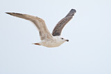 Image Category. Möwen