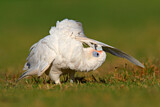 Image Category. Kakadus
