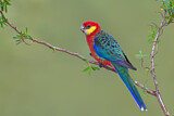 Image Category. Papageien