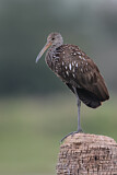 Image Category. Limpkin