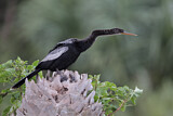 Image Category. Anhingas & Darters