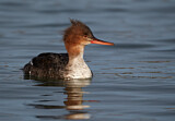 Image Category. Enten, Gänse, Schwäne