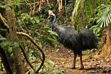 Image Category. Kasuare