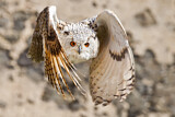 Image Category. Eigentliche Eulen