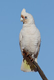 Image Category. Cockatoos